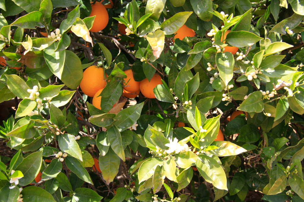 Naranjas variedad navelate